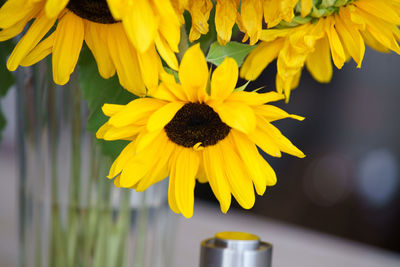 Close-up of sunflower