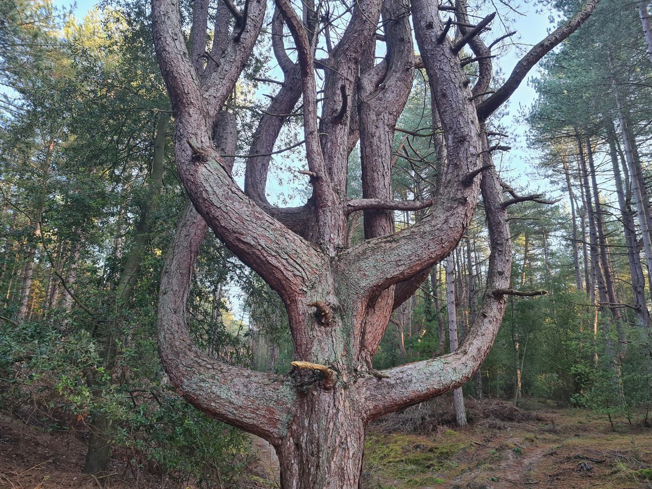 tree, plant, tree trunk, trunk, nature, land, branch, tranquility, woodland, growth, no people, forest, beauty in nature, day, outdoors, tranquil scene, non-urban scene, environment, scenics - nature, grove, landscape, sky, low angle view, green