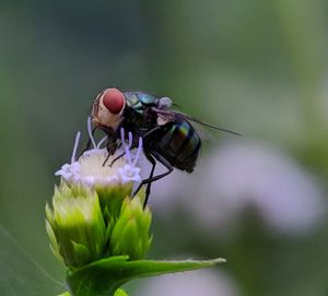 Close-up of insect on purple flower