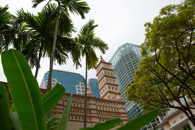 Low angle view of palm trees and buildings against sky