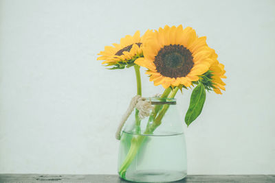 Close-up of sunflower in vase against white background