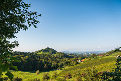 Scenic view of agricultural field against sky