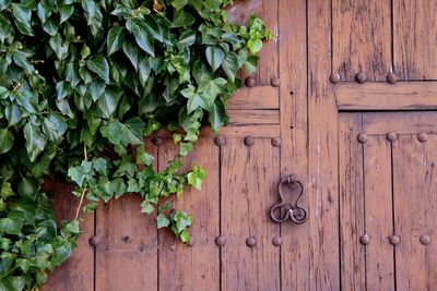 High angle view of ivy on wooden door