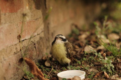 Close-up of bird perching on a field