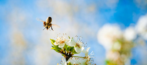 Close-up of bee pollinating on flower