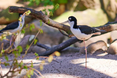 Close-up of birds perching on a plant