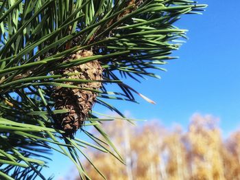Low angle view of pine tree against sky