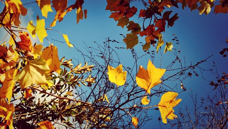 autumn, change, leaf, season, yellow, orange color, branch, leaves, tree, low angle view, clear sky, nature, growth, maple leaf, day, beauty in nature, outdoors, no people, sunlight, close-up