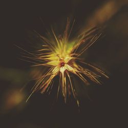 Close-up of flower at night