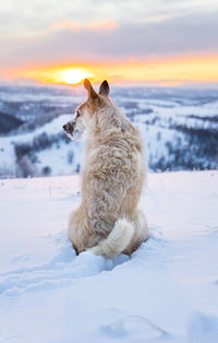 Dog contemplating sunset on the snow. 