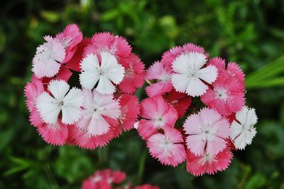 Close-up of pink flowers