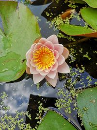 Close-up of lotus water lily