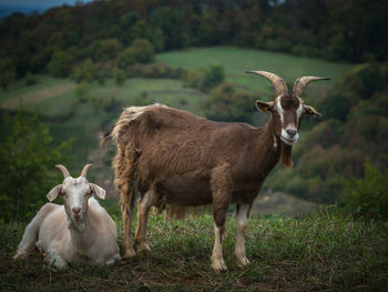 Portrait of sheep on field