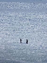 High angle view of silhouette birds on snow