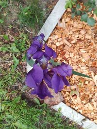 High angle view of purple flowering plant on land