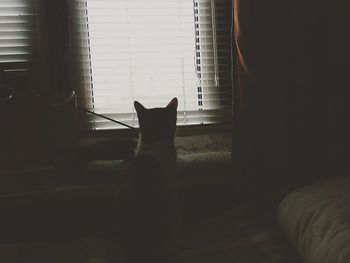 Cat looking away