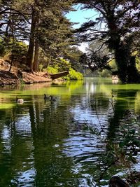 View of birds in lake