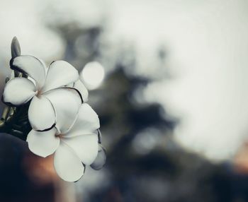 Close-up of white flowering plant against sky