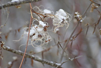 Close-up of snow on plant