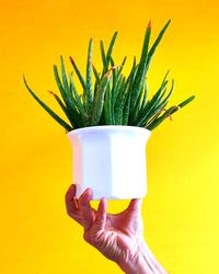 Close-up of hand holding plant against yellow background