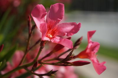 Close-up of pink rose flower