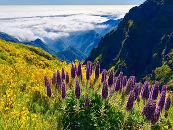 Panoramic view of purple flowering plants on land