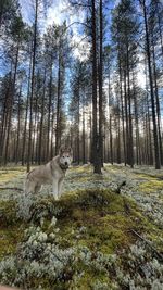 Dog running in forest