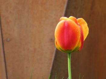 Close-up of yellow tulip