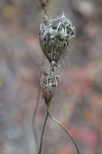 Close-up of spider on web