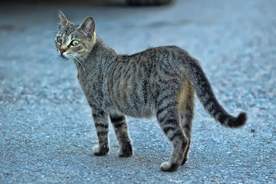 Portrait of cat on street