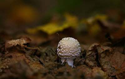 Close-up of amanita mushroom on dry leaves on land