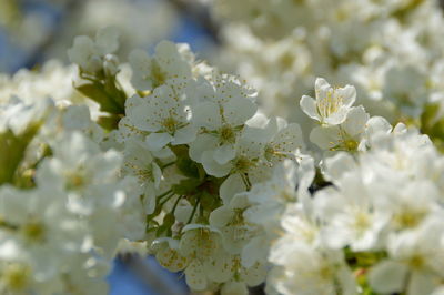 Close-up of white flowering plant