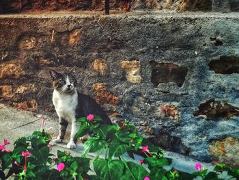 Cat sitting on wall