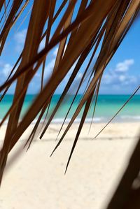 Close-up of plant on beach against sky