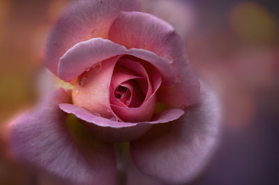 Close-up of pink rose