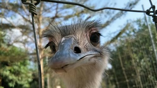 Close-up of ostrich