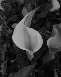 Close-up of flowers