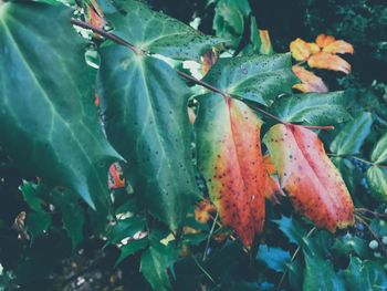 Close-up of fruit growing on plant