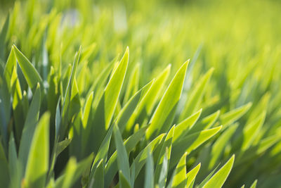 Close-up of crops growing on field