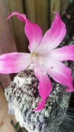 Close-up of pink flower