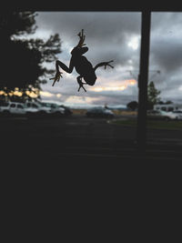 Silhouette of birds flying against sky