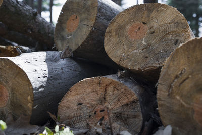 Close-up of logs