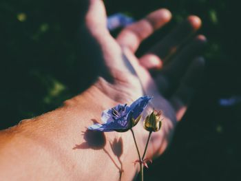 Close-up of hand holding plant