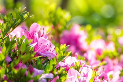 Close-up of pink flowers blooming outdoors