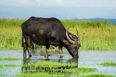 Water buffalo masses in wetland at thale noi, phatthalung - a province in southern thailand.