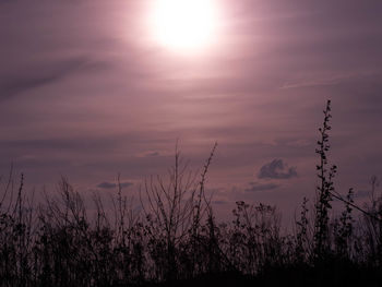 Silhouette plants on field against sky during sunset