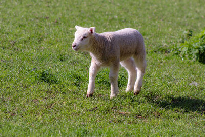 Full length of a sheep on grass