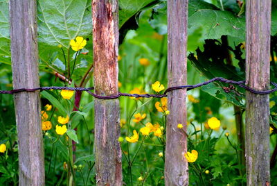 Close-up of yellow flower plants