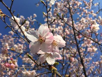 Low angle view of cherry blossoms in spring