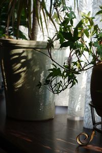 Close-up of potted plant on table